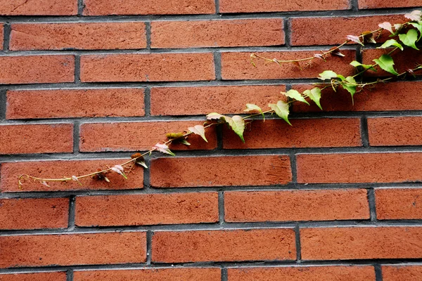 Mur en lierre et brique rouge — Photo