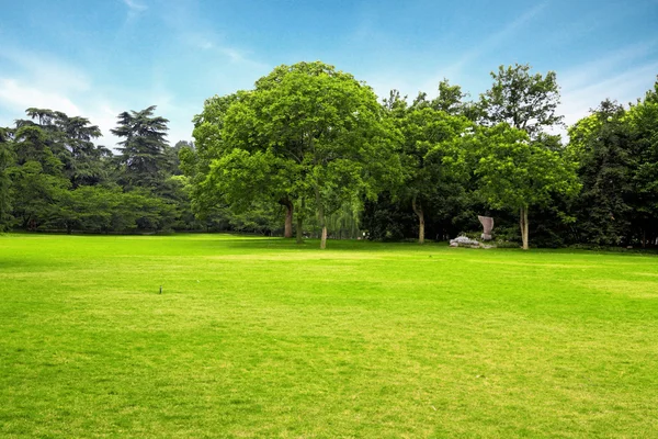 Grönt gräs och gröna träd — Stockfoto