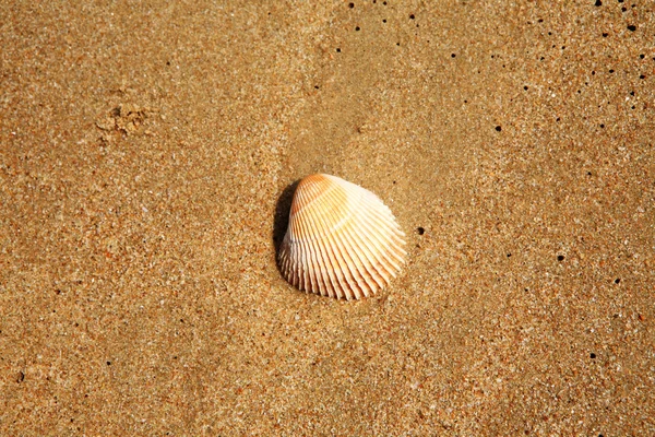 stock image Shell in the beach sand