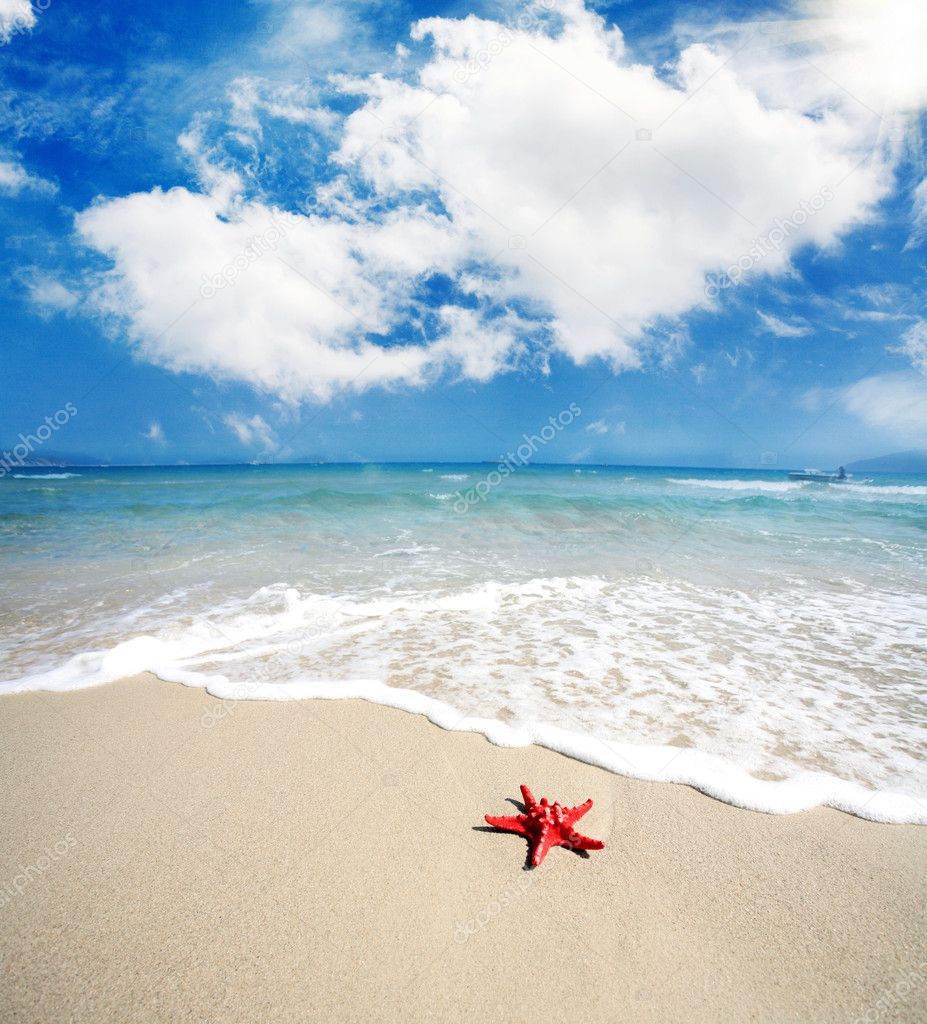 Red starfish lying on the beach