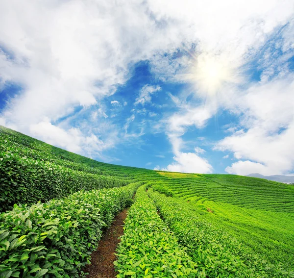 Jardim de chá verde — Fotografia de Stock