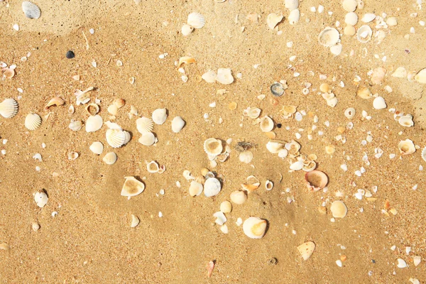 Concha en la arena de playa — Foto de Stock