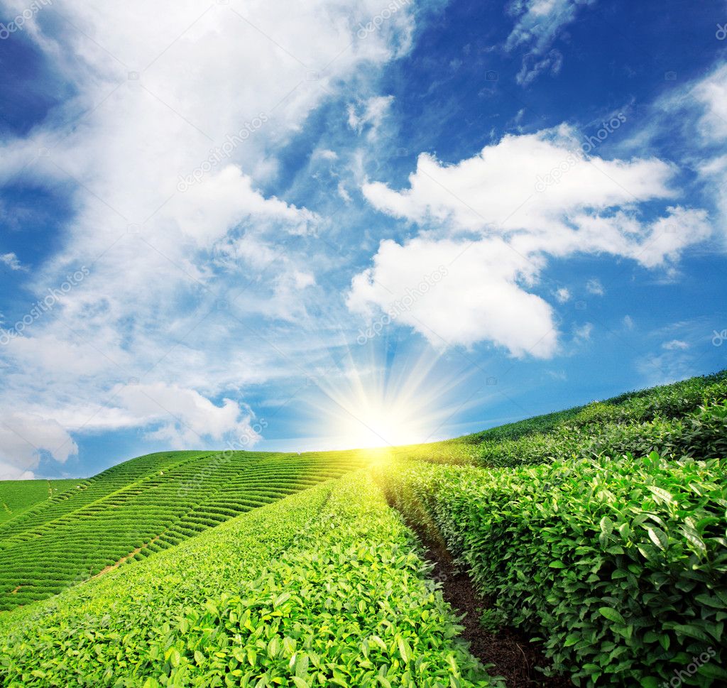 Green tea garden Stock Photo by ©zhudifeng 11017623