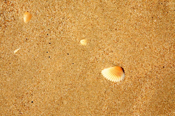 stock image Shell in the beach sand