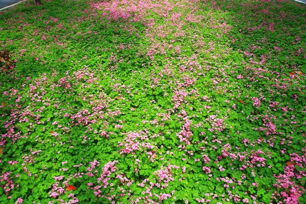 Lilla lila blommor — Stockfoto