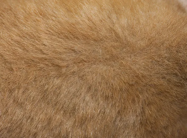 Tessitura della pelliccia — Foto Stock