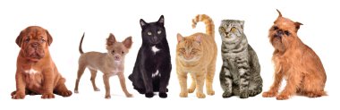 Group of cats and dogs clipart