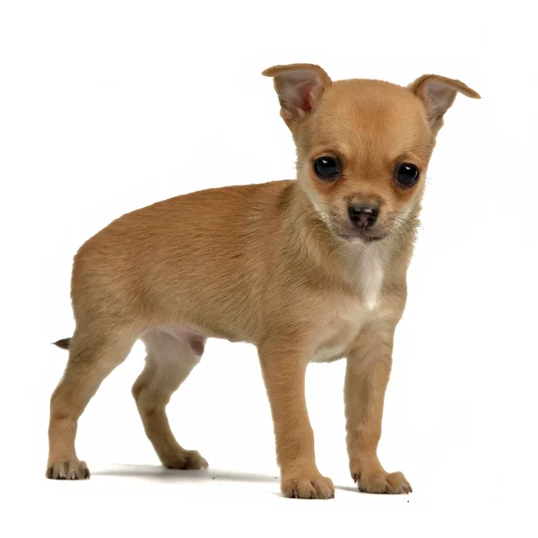 Pequeño cachorro chihuahua —  Fotos de Stock