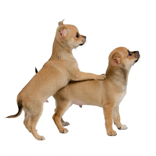 Chihuahua szczenięta gra — Zdjęcie stockowe