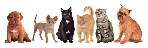 Группа кошек и собак — стоковое фото