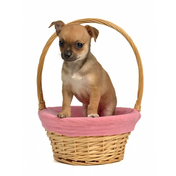 Chihuahua cachorro em uma cesta — Fotografia de Stock