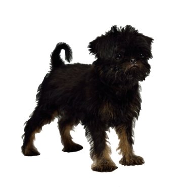 Griffon Bruxellois puppy 2 months old clipart