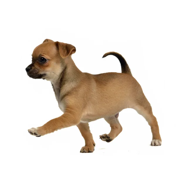 Бегущий щенок чихуахуа — стоковое фото