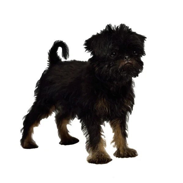 格里芬 bruxellois 小狗 2 个月大 — 图库照片