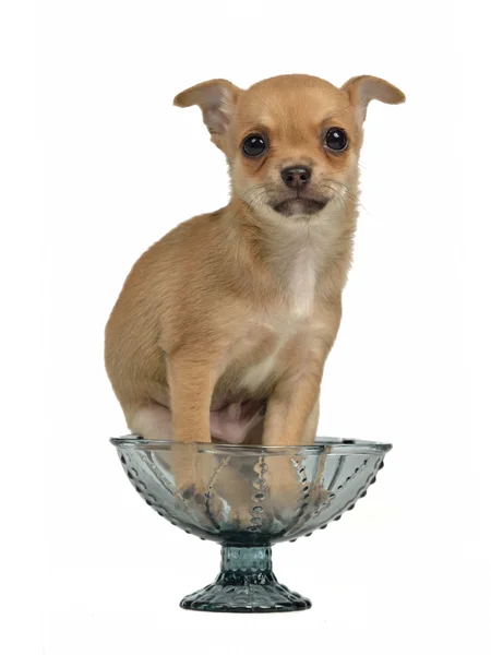 Chihuahua puppy in a blue glass vase — Stock Photo, Image