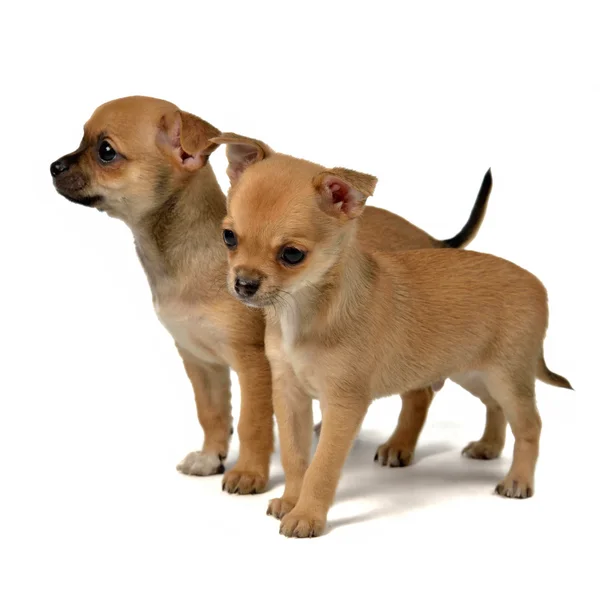 Twee chihuahua puppies — Stockfoto