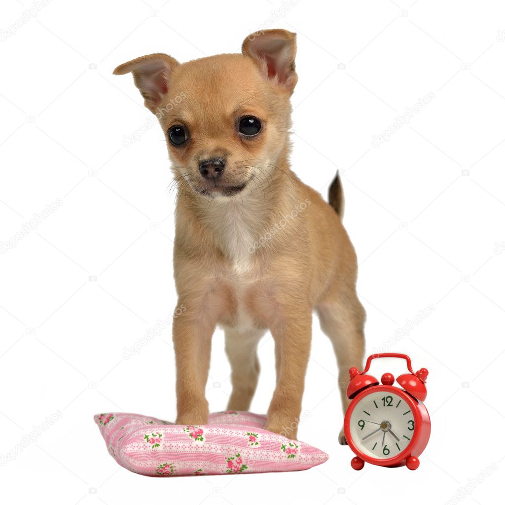 Puppy with alarm-clock and pillow