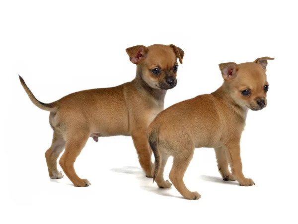 Zwei Chihuahua-Welpen — Stockfoto