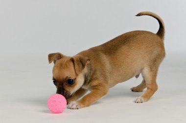 topla oynamayı chihuahua yavrusu