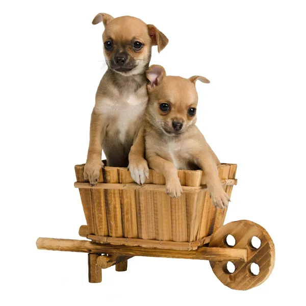 Chihuahua puppies inside the wooden cart — Stock Photo, Image