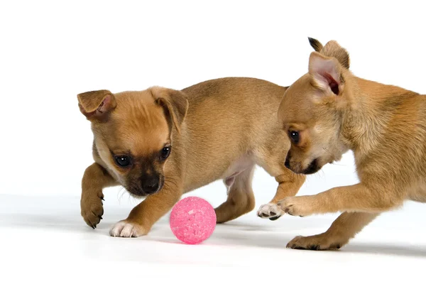 Dos cachorros con pelota — Foto de Stock