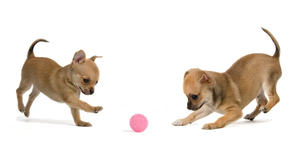 Два щенка играют в мяч — стоковое фото
