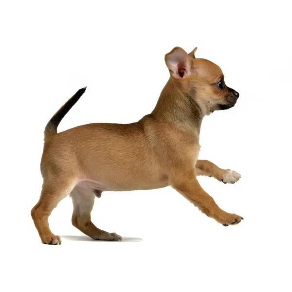 Chihuahua cachorro correndo — Fotografia de Stock