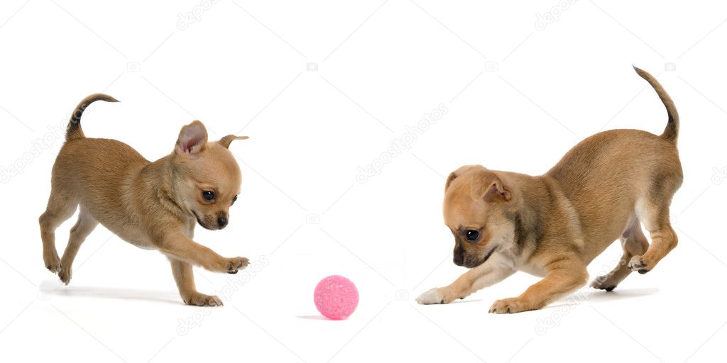 Two puppies playing ball