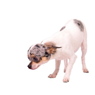 Chuhuahua sniffing something at the floor clipart