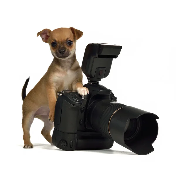 Chiuahua puppy with photo camera — Stock Photo, Image