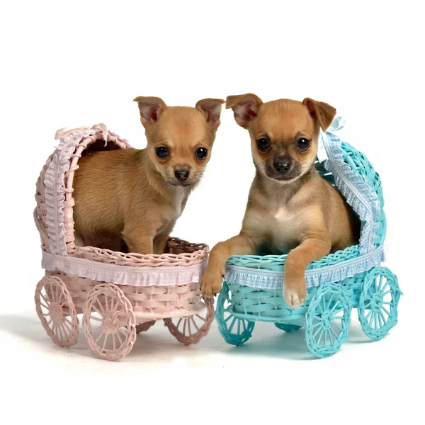 Filhotes de cachorro masculino e cadela em carruagens de bebê — Fotografia de Stock