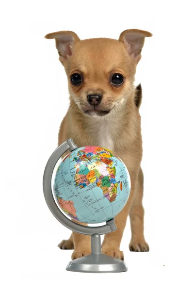 Pup met globe — Stockfoto