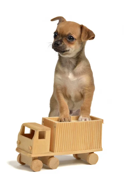 Filhote de cachorro com caminhão de madeira — Fotografia de Stock