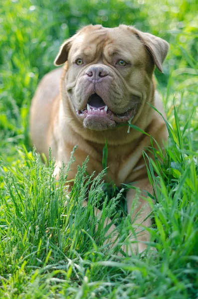 Bordeauxdog in een hoog gras — Stockfoto