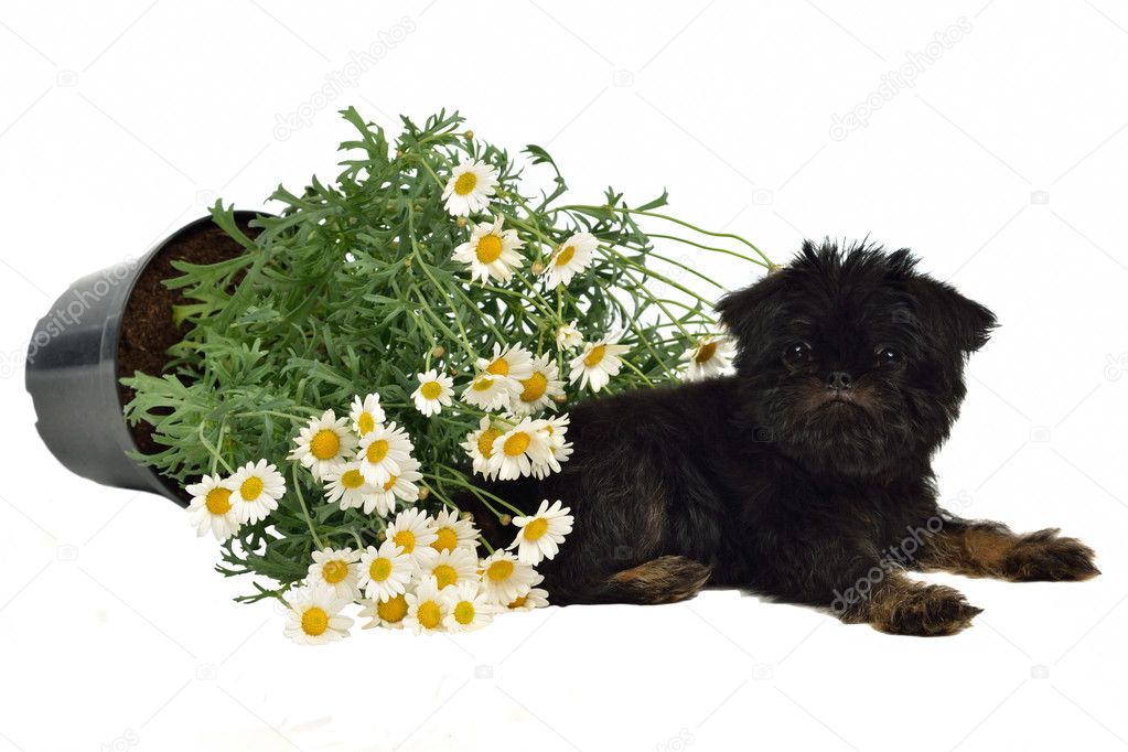 Puppy with a pot with Daisies on the floor
