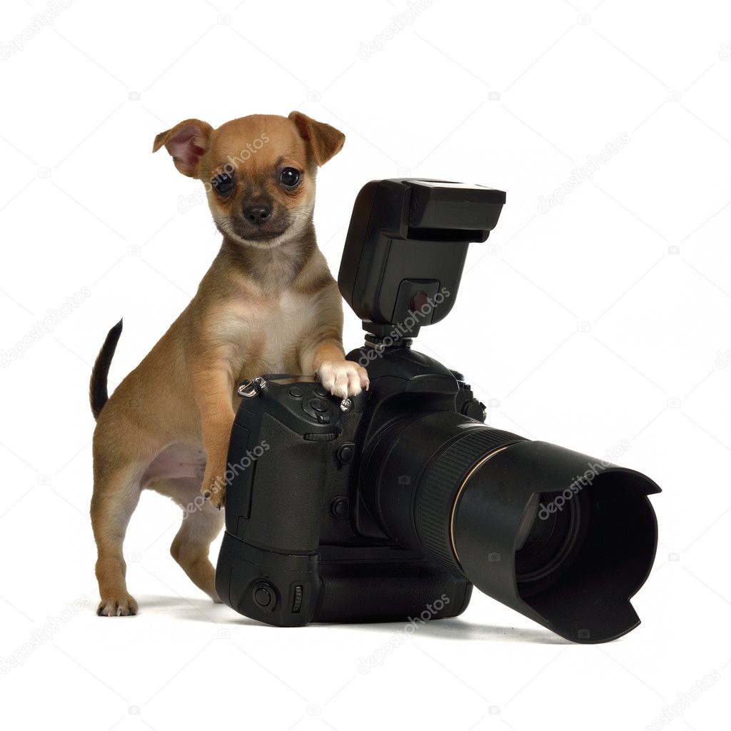Chiuahua puppy with photo camera