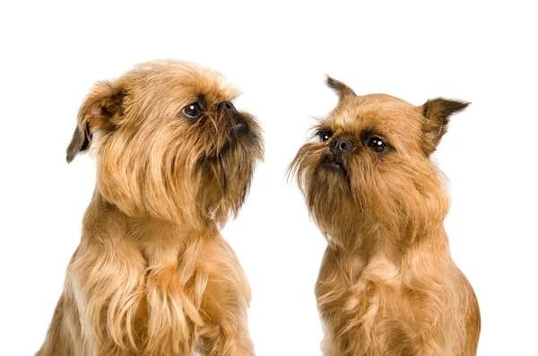 Een paar van griffon bruxellois honden — Stockfoto