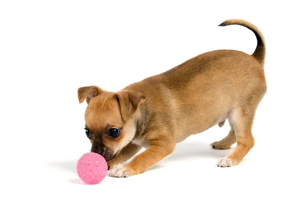 Puppy with ball — Stock Photo, Image