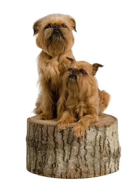 Two griffons on a stub — Stock Photo, Image
