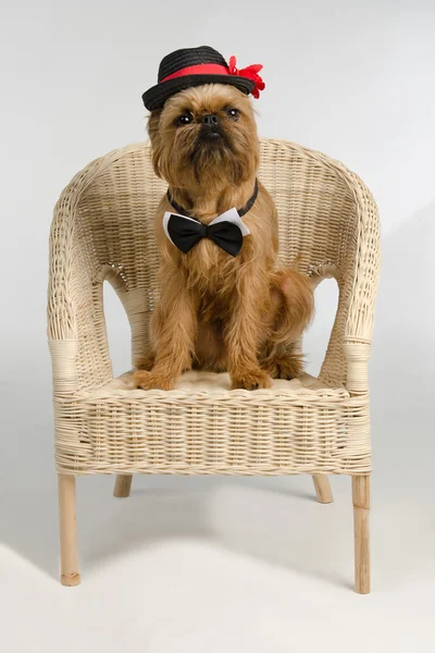 Собака, одетая как жених на кресле — стоковое фото