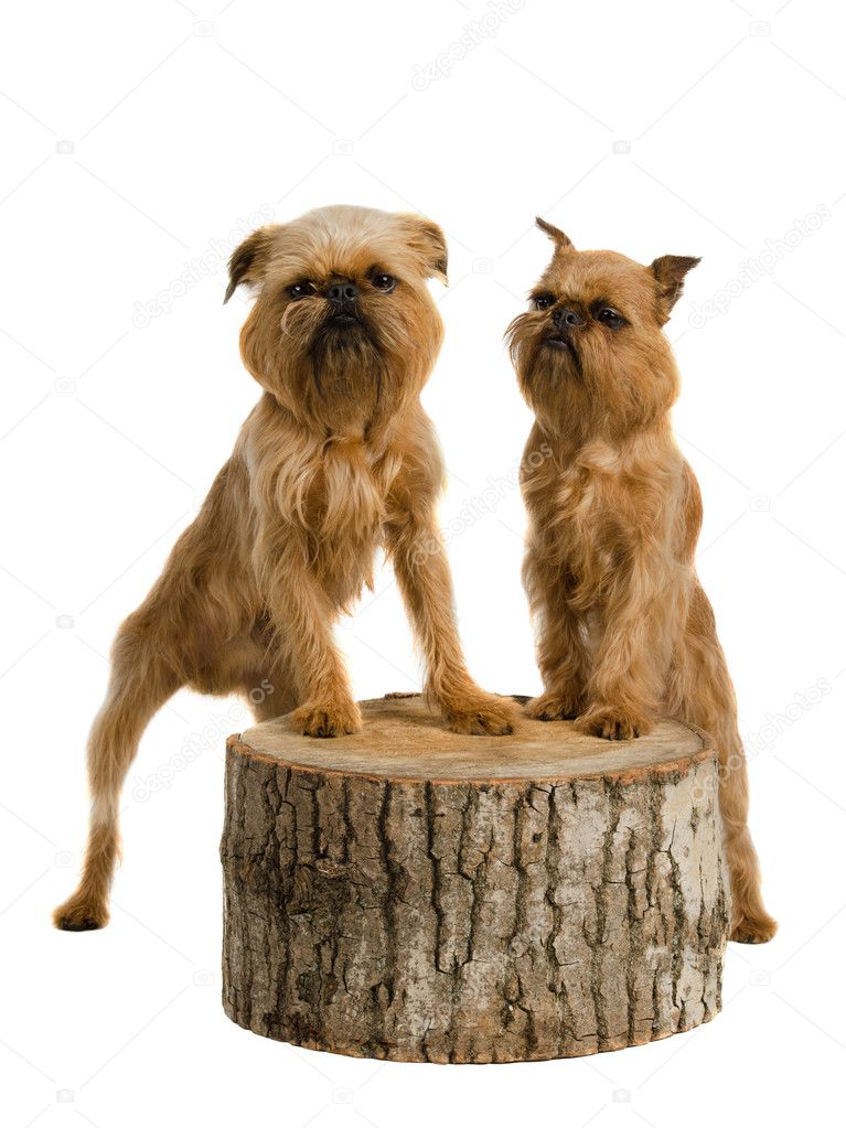 Couple of griffons posing on stump
