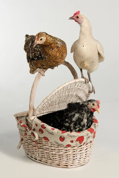 Três galinhas com cesta de piquenique — Fotografia de Stock