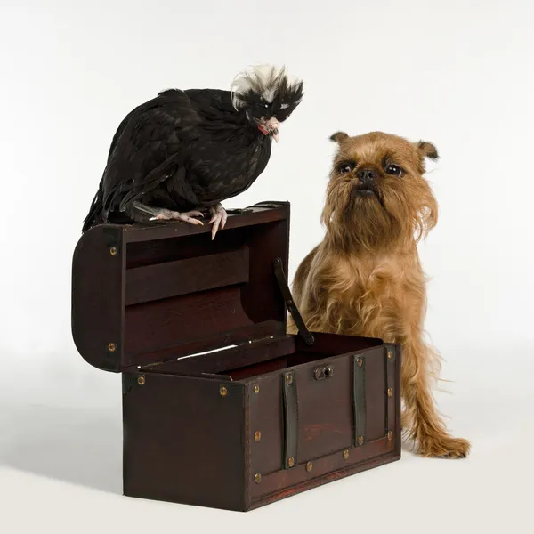 Oude schatkist met piraat vogel en hond — Stockfoto