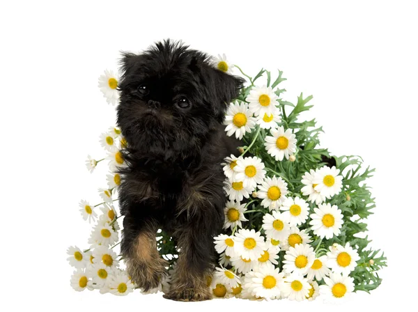 Puppy inside the bunch of Daisies — Stock Photo, Image