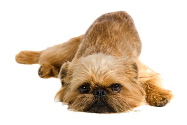 Griffon Bruxellois lying clipart