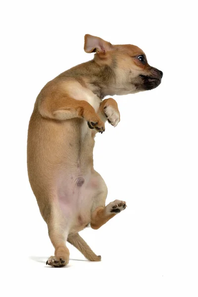 Filhote de cachorro engraçado saltando — Fotografia de Stock