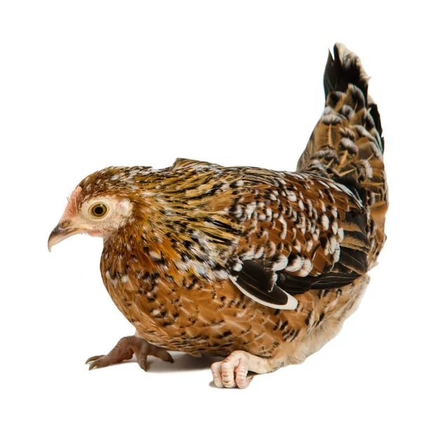 Brown speckled chicken isolated — Stock Photo, Image