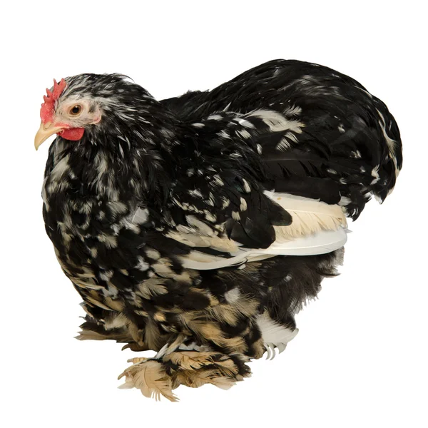 Black and white speckled chicken — Stock Photo, Image