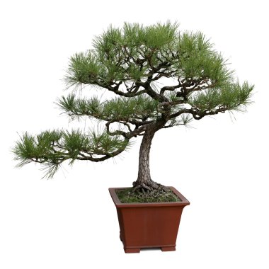 Bonsai pine tree clipart