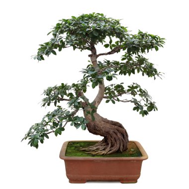 Bonsai banyan tree clipart